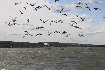 flock of seagulls
