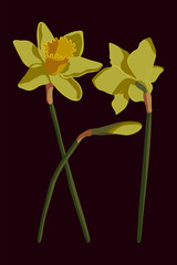 Vector illustration of yellow daffodils isolated on a dark background. Spring flowers narcissuses. Clip art for a bright holiday Easter card, poster, banner.