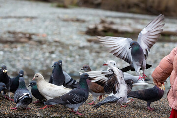 Obraz premium rock pigeon Columba livia eating from child's hand