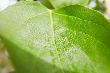 Vibrant green leaf macro close up natural background