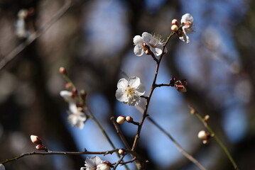 Japanese plum blossoms. Ume is a deciduous tree of the Rosaceae family that blooms five petal flowers prior to the leaves from January to March. 
