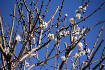 Japanese plum blossoms. Ume is a deciduous tree of the Rosaceae family that blooms five petal flowers prior to the leaves from January to March. 