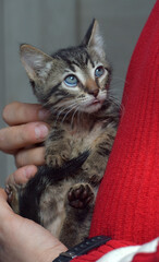 cute tabby little kitten european shorthair cat
