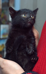 cute scared black kitten in hands