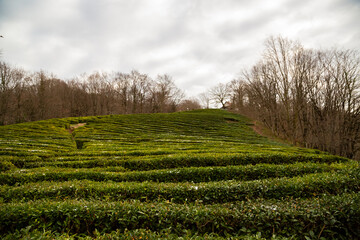 field of green tea. The northernmost tea plantation in the world, Russia, Sochi, Matsesta