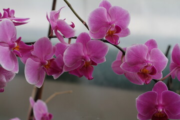 pink orchid flowers