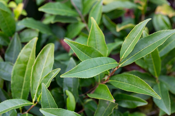 Tea Camellia sinensis the upper leaves on the bushes. Green tea leaves on a branch.