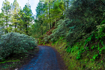 Fototapeta na wymiar landscapes of the canary islands island of gran canaria telde area with beautiful pine forests autochthonous vegetation with protected endemisms in a protected area with cold winter weather