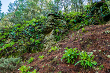 beautiful images of the autochthonous flora and fauna of the canary islands on the island of gran canaria
 with endemisms in the telde area with tiny flora with ditch water and winter weather