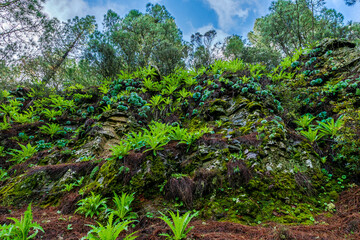 beautiful images of the autochthonous flora and fauna of the canary islands on the island of gran canaria
 with endemisms in the telde area with tiny flora with ditch water and winter weather
