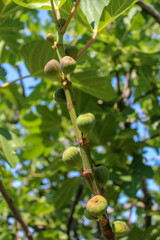 A fig tree twig, fig fruit