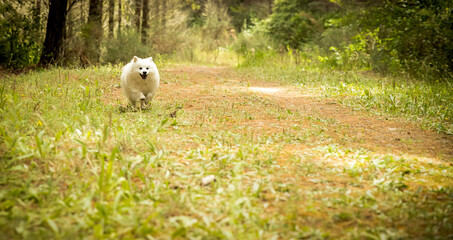 cute fluffy japanese spitz puppy dog on natural background in a forest or park