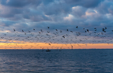Flock of birds in sunrise over the sea