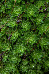landscapes of the canary islands island of gran canaria telde area with beautiful
 pine forests autochthonous vegetation with protected
 endemisms in a protected area with cold winter weather