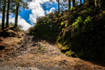 landscapes of the canary islands island of gran canaria telde area with beautiful
 pine forests autochthonous vegetation with protected
 endemisms in a protected area with cold winter weather