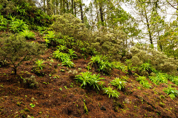 Obraz premium landscapes of the canary islands island of gran canaria telde area with beautiful pine forests autochthonous vegetation with protected endemisms in a protected area with cold winter weather