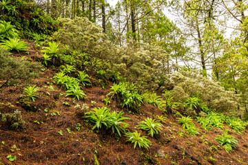 landscapes of the canary islands island of gran canaria telde area with beautiful
 pine forests autochthonous vegetation with protected
 endemisms in a protected area with cold winter weather