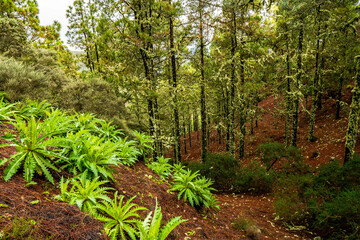 landscapes of the canary islands island of gran canaria telde area with beautiful
 pine forests autochthonous vegetation with protected
 endemisms in a protected area with cold winter weather