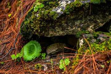 beautiful images of the autochthonous flora and fauna of the canary islands on the island of gran...