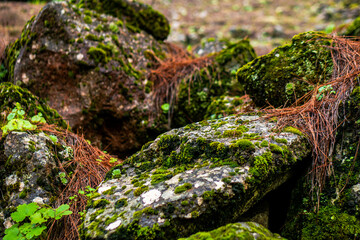 beautiful images of the autochthonous flora and fauna of the canary islands on the island of gran canaria
 with endemisms in the telde area with tiny flora with ditch water and winter weather