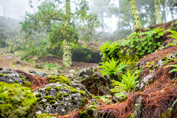 landscapes of the canary islands island of gran canaria telde area with beautiful
 pine forests autochthonous vegetation with protected
 endemisms in a protected area with cold winter weather