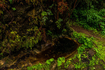 beautiful images of the autochthonous flora and fauna of the canary islands on the island of gran canaria
 with endemisms in the telde area with tiny flora with ditch water and winter weather