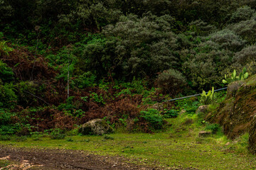 beautiful images of the autochthonous flora and fauna of the canary islands on the island of gran canaria
 with endemisms in the telde area with tiny flora with ditch water and winter weather