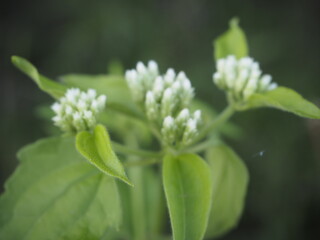 close up of a flower