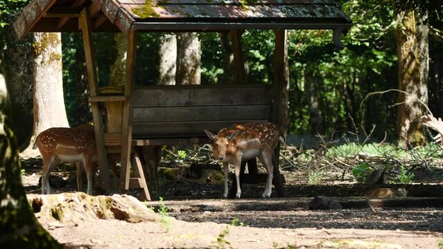 Fallow deer in natural environment. Vision Park in Auberive region, France. Slow motion