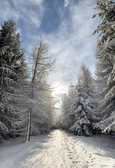 Winter in the forest