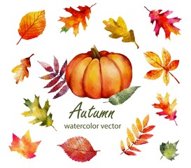 Autumn leaves and pumpkins watercolor collection. vector illustration 