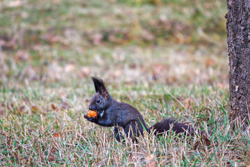 A cute black variant of a red squirrel in the grass that holds a nut in its paws and eats it. High quality photo