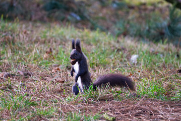 Fototapeta na wymiar A cute black variant of a red squirrel in the grass holding a nut in its mouth. High quality photo