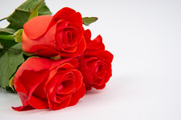 Red roses on white background