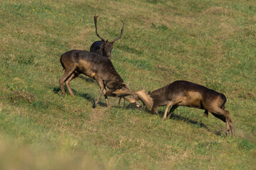 Wild deer (Dama dama) fighting in summer, in their natural habitat.