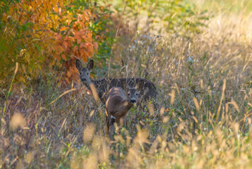 Wild deers(dama dama) in autumn magic morning, in the forests of Romania