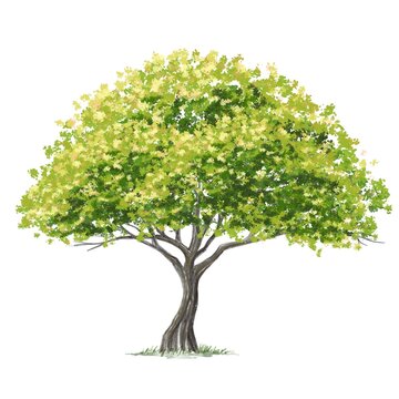 watercolor green tree side view isolated on white background  for landscape and architecture layout drawing, elements for environment and garden