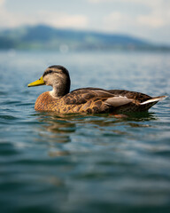 Female Mallard Duck