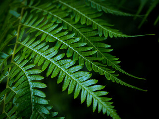 nature green leaves on blurred greenery tree, abstract natural background
