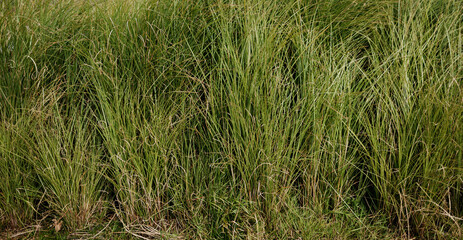 lush tall grass