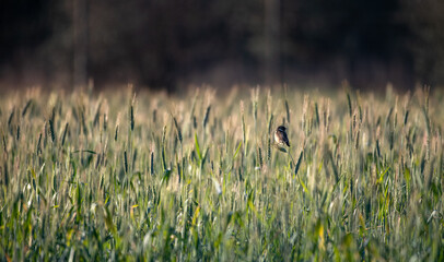 Campo de cereal 