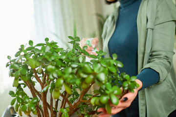 Woman gardener spraying Crassula at home, taking care of home plants