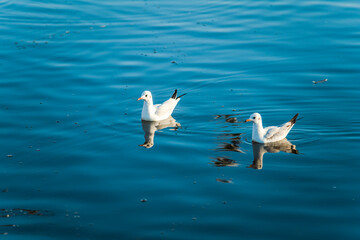 Fototapeta na wymiar Two seagulls swimming in a blue lake