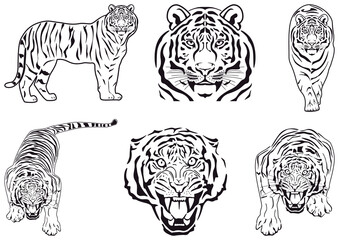 Tiger, icons set. Vector illustration isolated on white background.