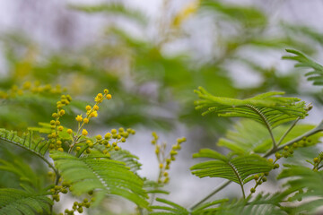 Flowers. Mimosa. Round little yellow buds and flowers on a branch, February