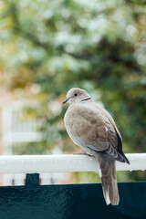 Eurasian collared dove sitting on railings. Streptopelia decaocto.