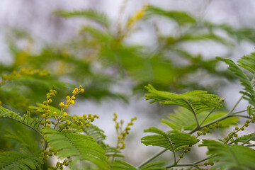 Flowers. Acacia Nilotic. Family: Mimosa. Round little yellow buds and flowers on a branch.