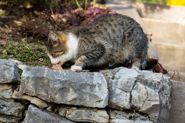 street gray cat with green eyes eats food. Homeless cat eats cat food on a summer day. Human help to homeless animals.