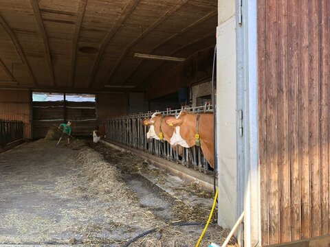 "Landwirtschaftlicher Betrieb" 이미지 – 찾아보기 231 스톡 사진, 벡터 및 비디오 | Adobe Stock