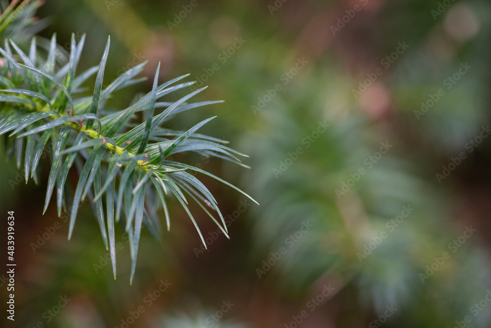 Wall mural young growing branches of cossack juniper juniperus sabina selective focus.